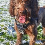 Brown Dog In Snow