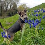 Dog In Field with flowers