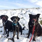 Three Black Dogs In The Snow